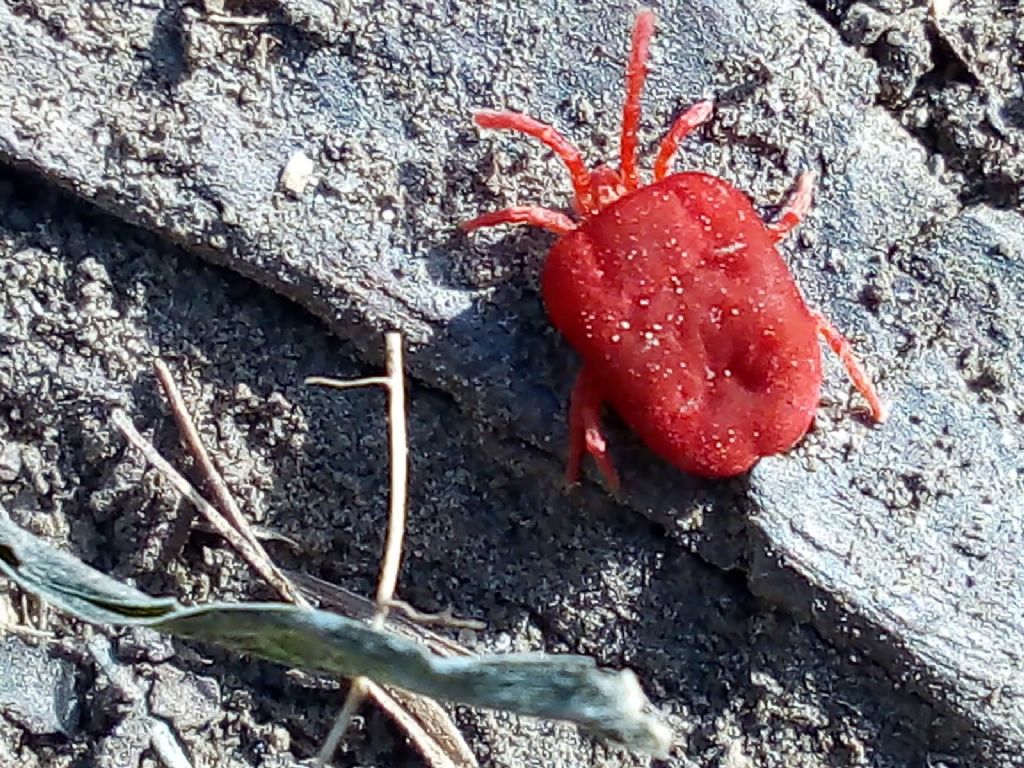 trombididae? (slovacco)